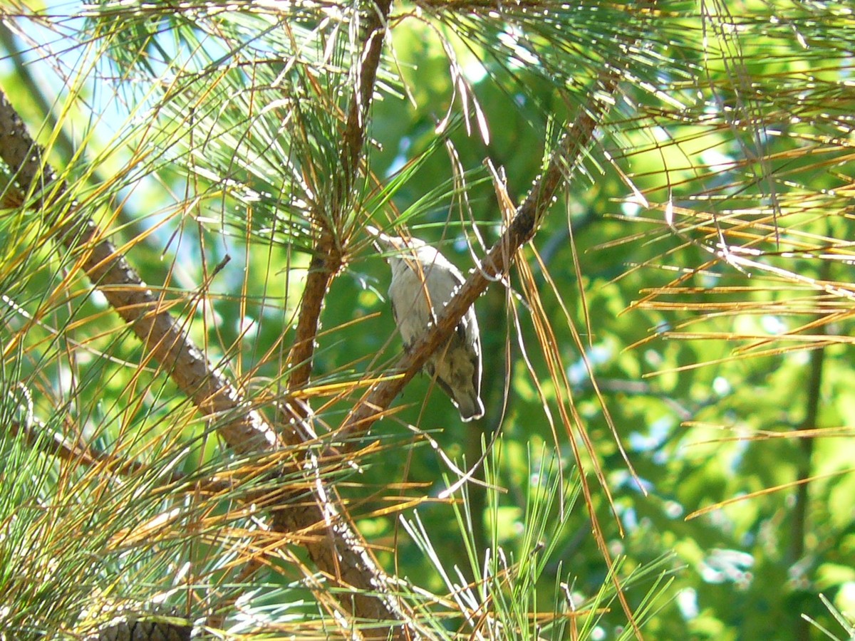 Brown-headed Nuthatch - ML620472839