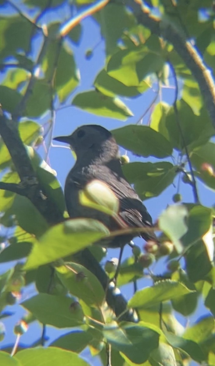 Gray Catbird - ML620472840