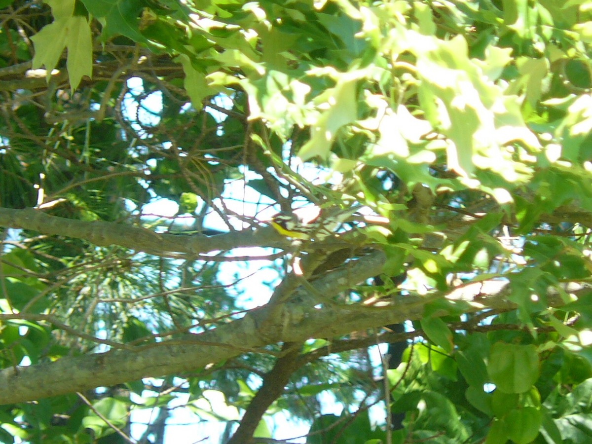 Yellow-throated Warbler - ML620472847