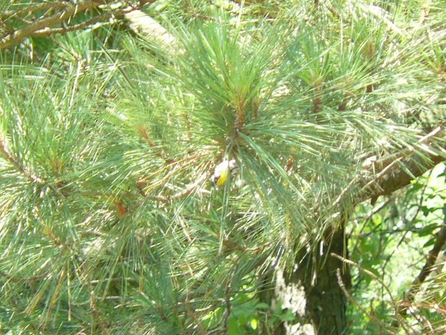 Yellow-throated Warbler - ML620472850