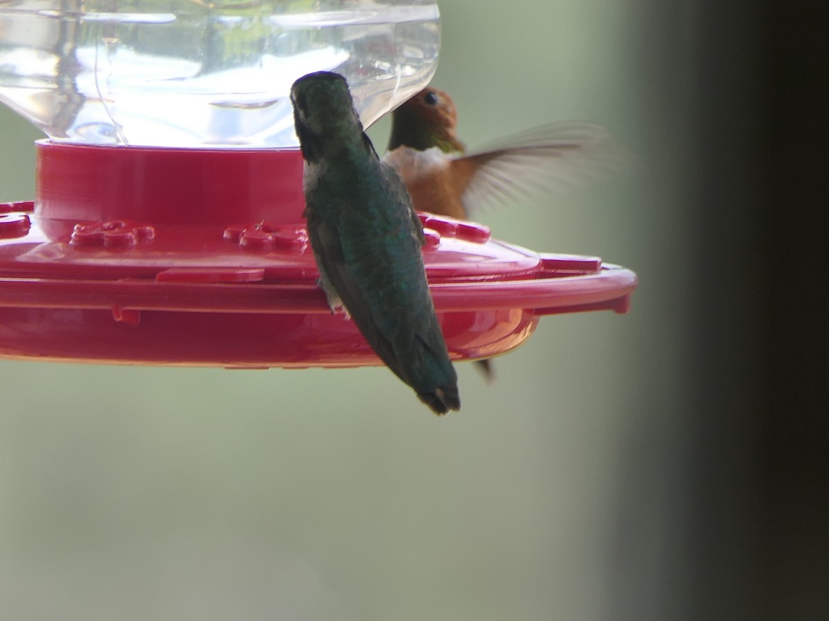Rufous Hummingbird - ML620472851