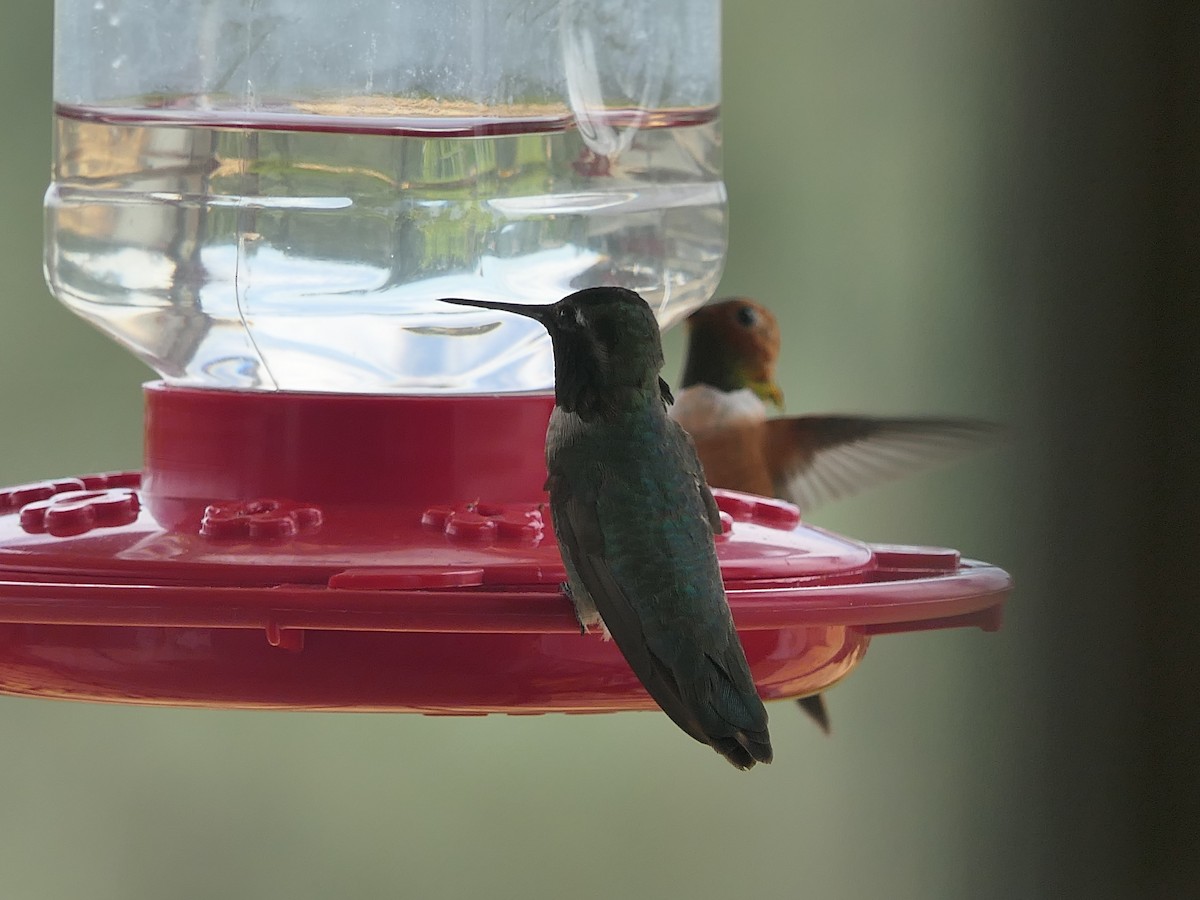 Rufous Hummingbird - ML620472852