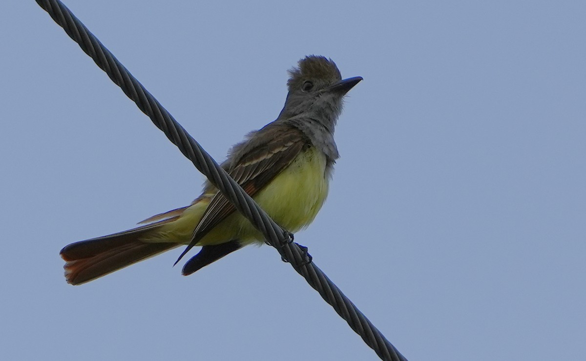 Great Crested Flycatcher - ML620472857