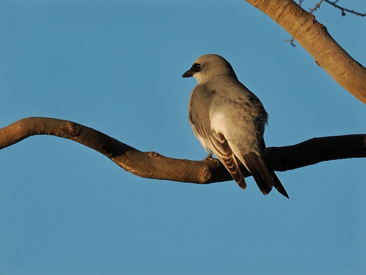 White-bellied Cuckooshrike - ML620472859