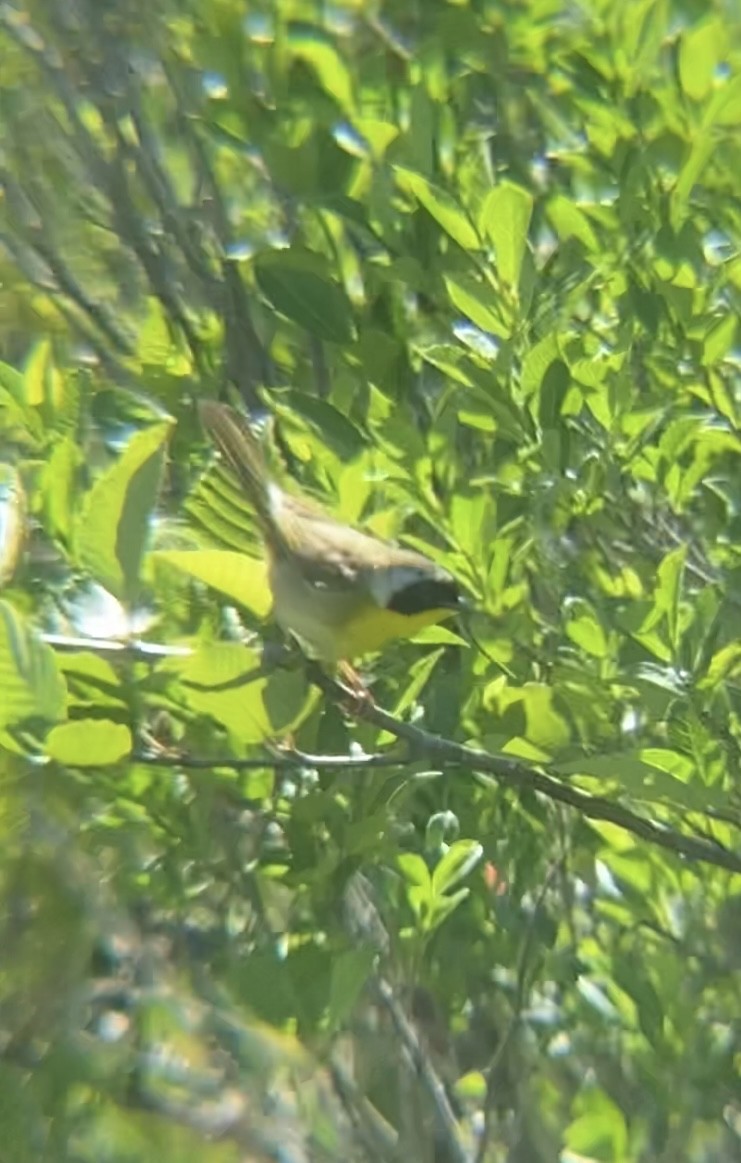 Common Yellowthroat - ML620472860