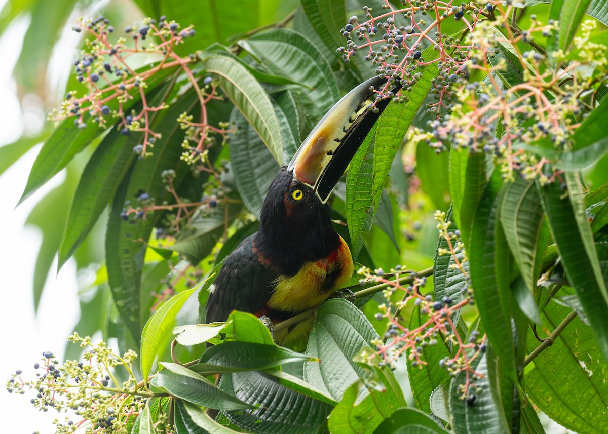 Collared Aracari - ML620472861