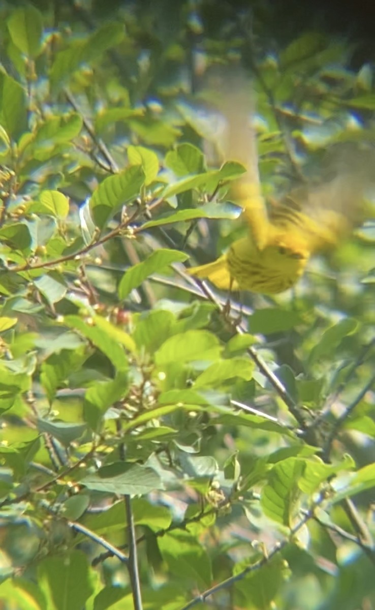 Paruline jaune - ML620472868