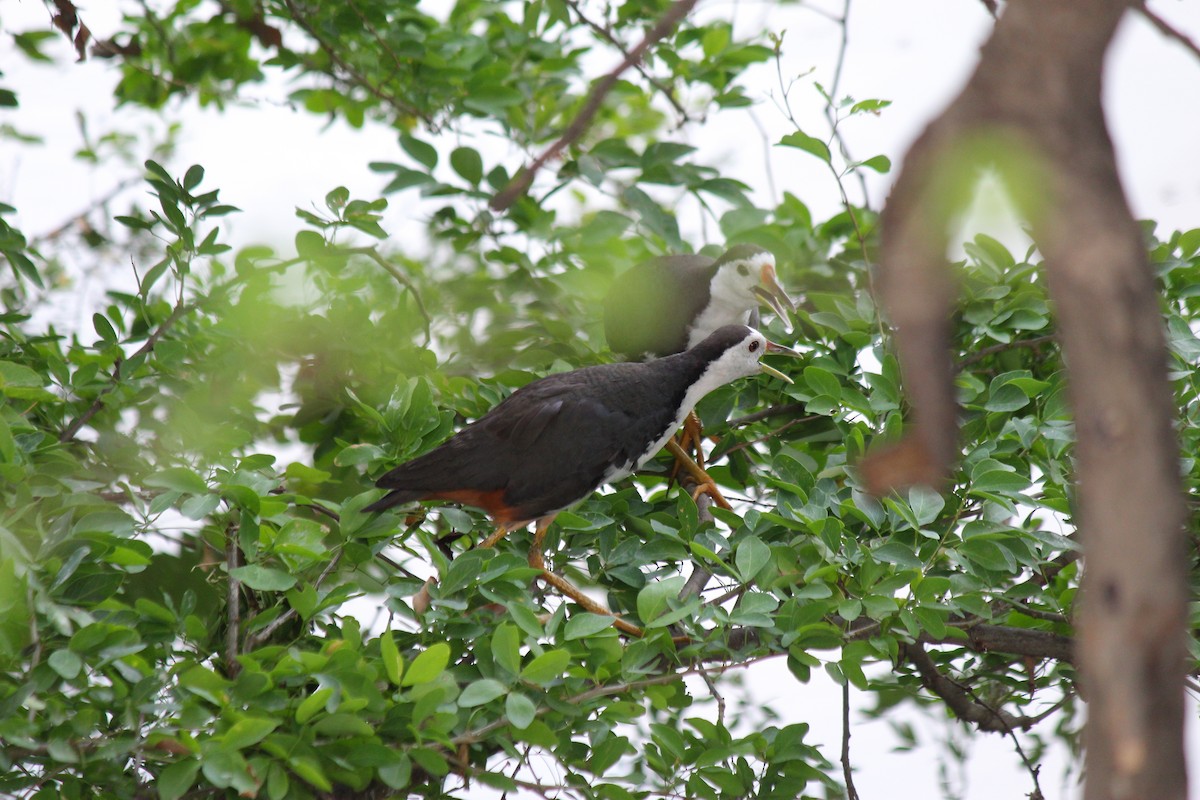 White-breasted Waterhen - ML620472871