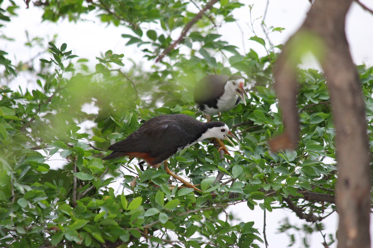 White-breasted Waterhen - ML620472872