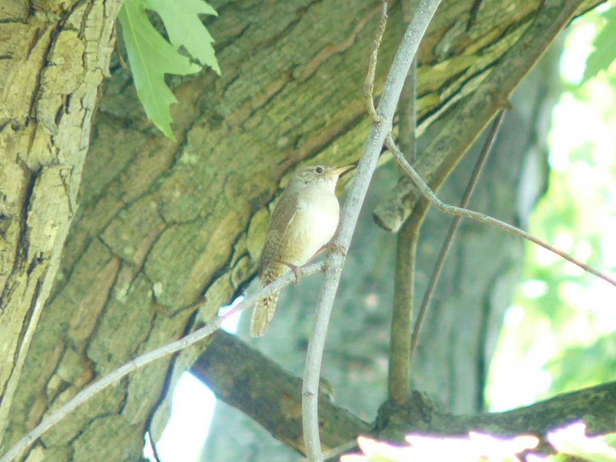 House Wren - ML620472874