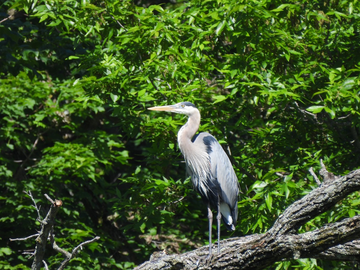 Great Blue Heron - ML620472875