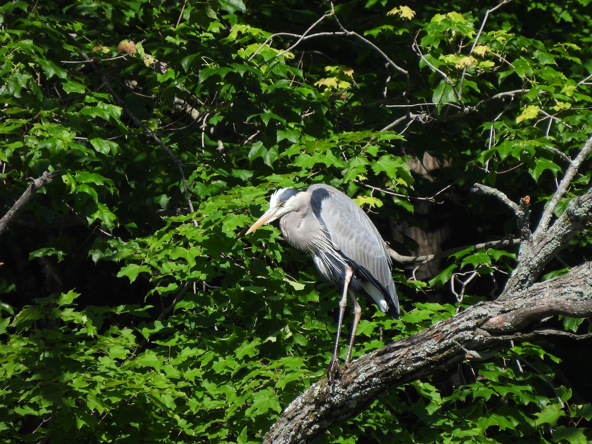 Great Blue Heron - ML620472876