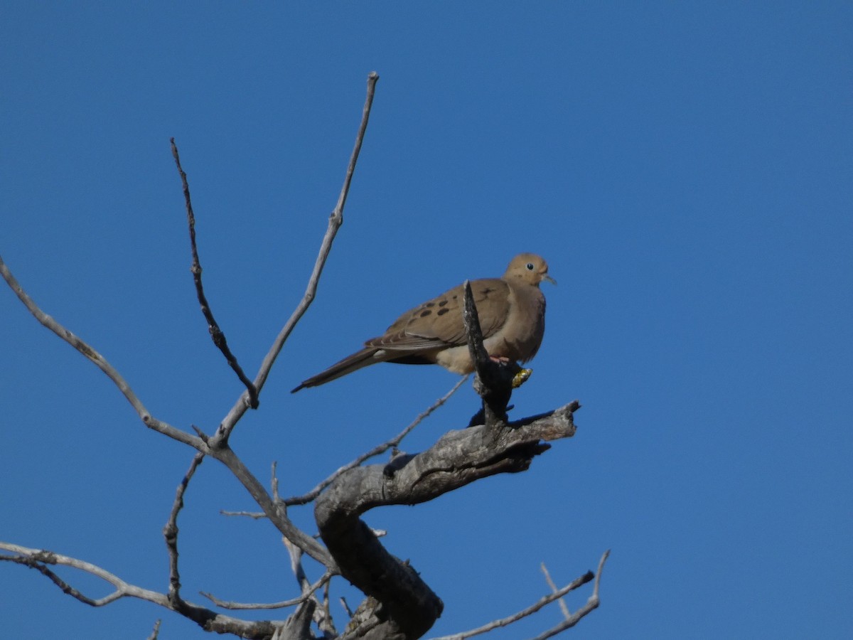 Mourning Dove - ML620472877