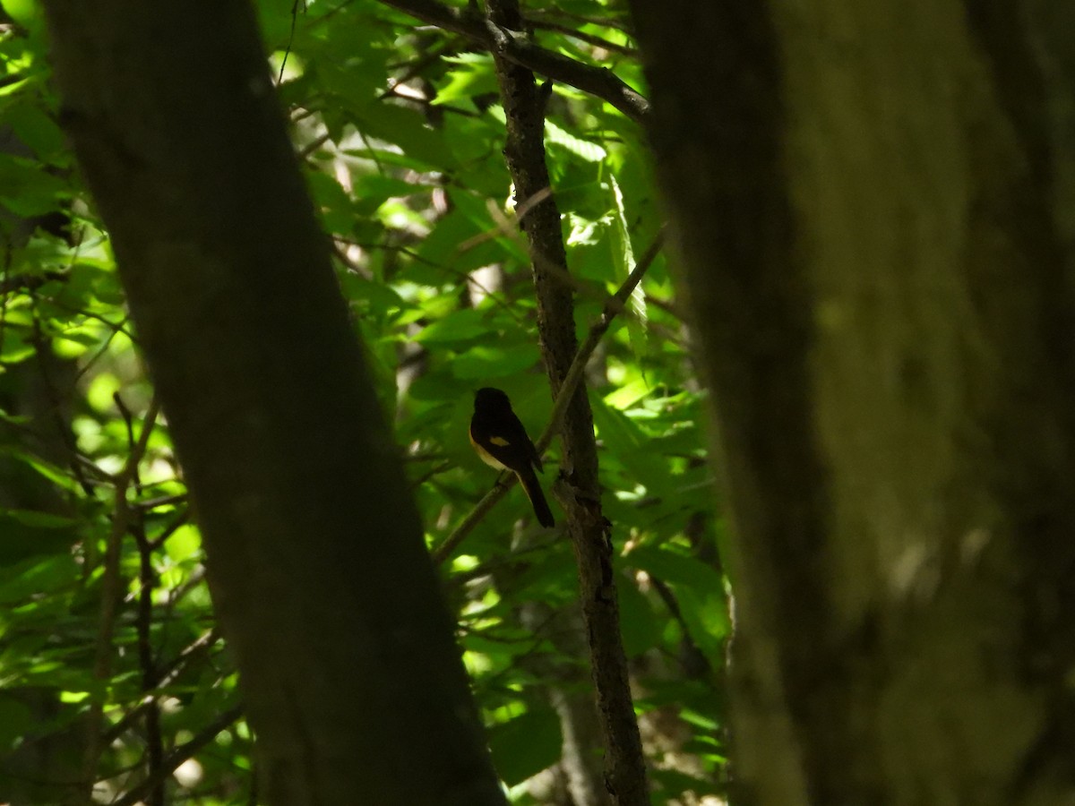 American Redstart - ML620472878