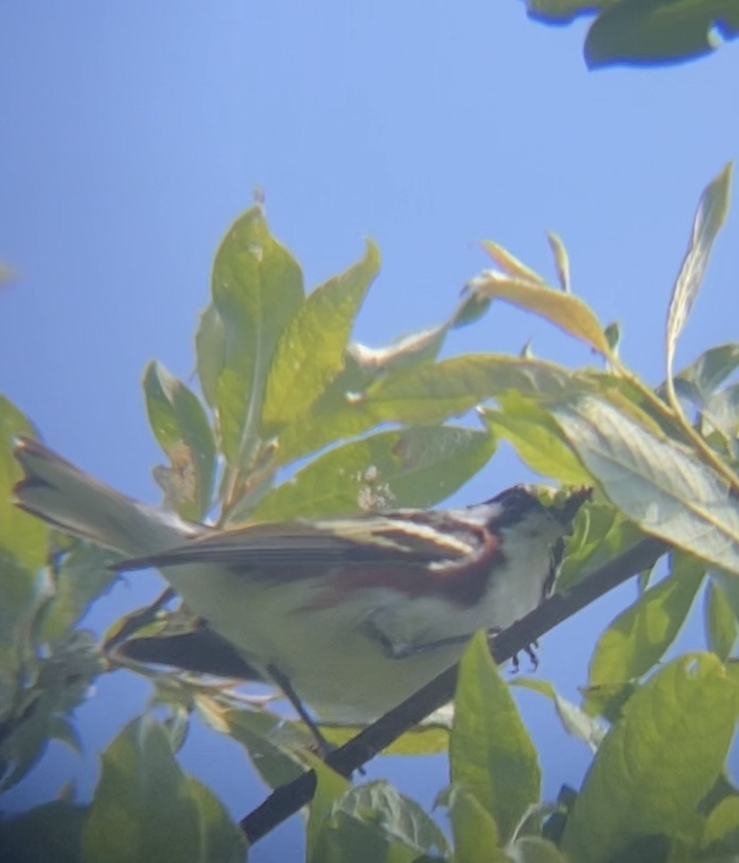 Chestnut-sided Warbler - ML620472879