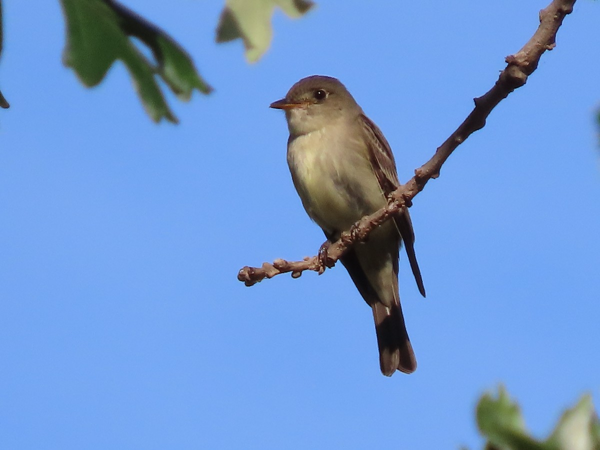 Eastern Wood-Pewee - ML620472881