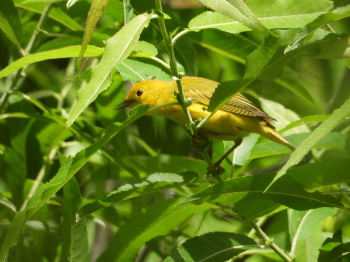 Yellow Warbler - Denis Provencher COHL