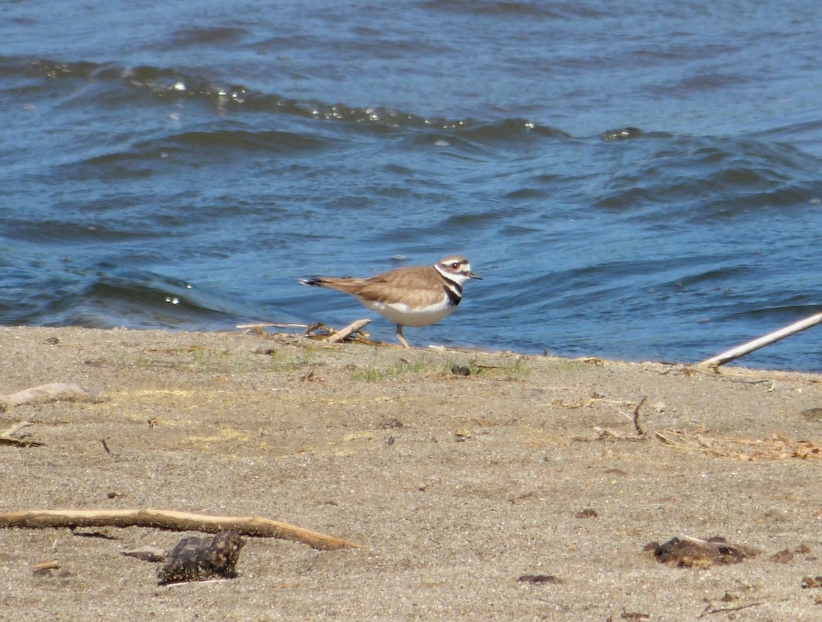 Killdeer - ML620472886