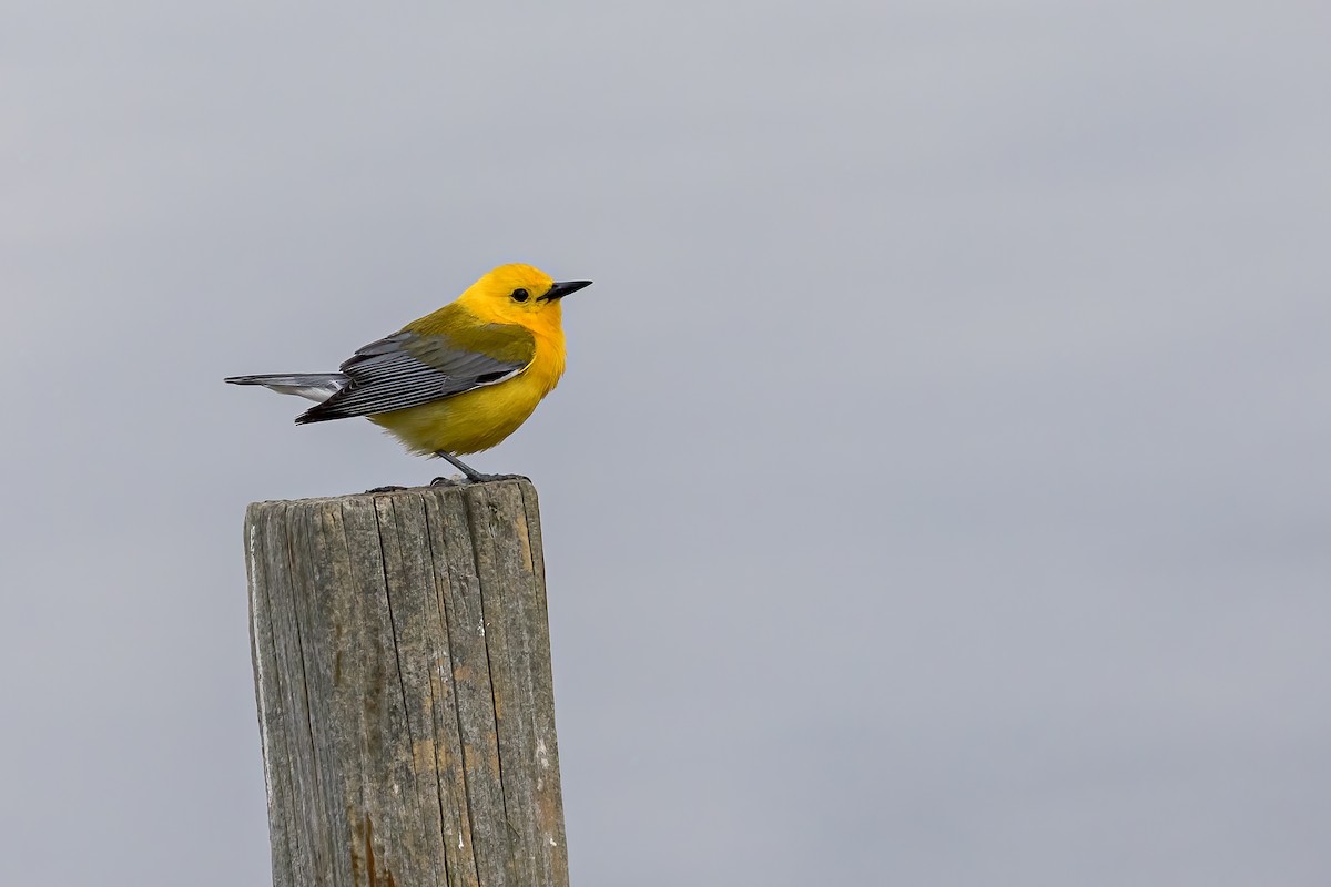Prothonotary Warbler - ML620472893