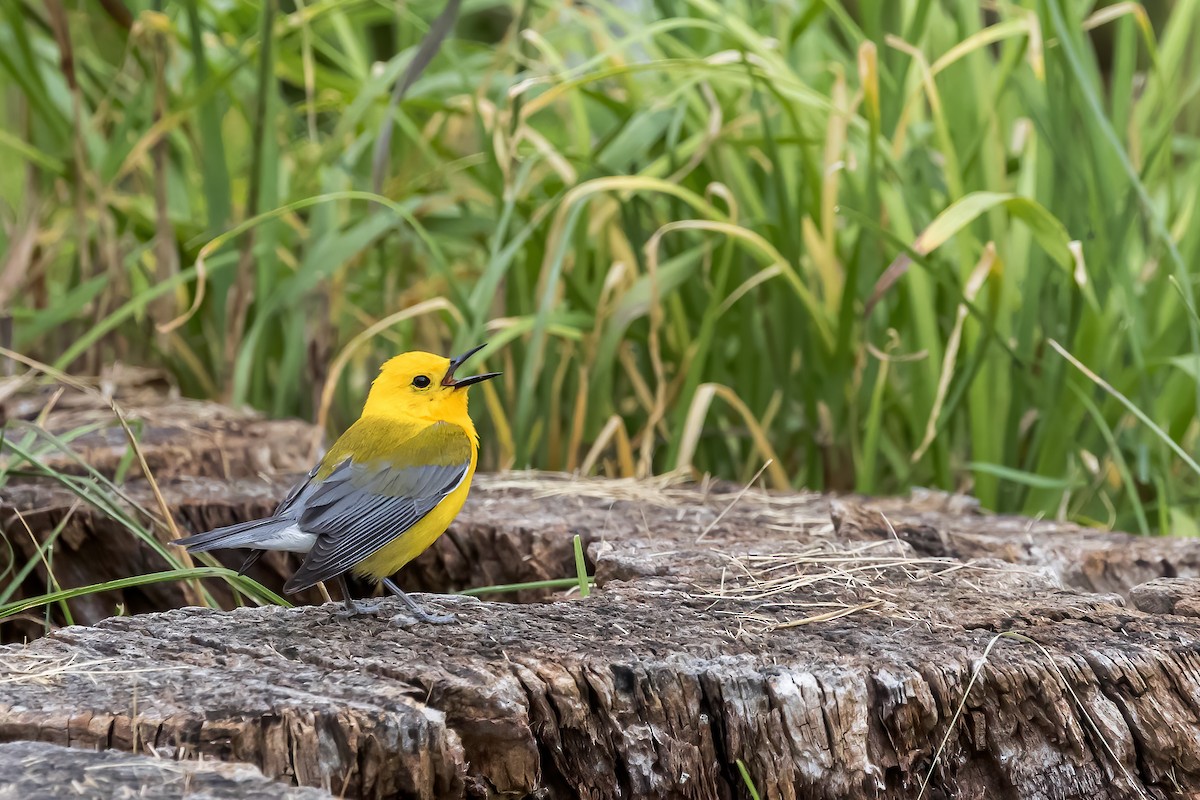 Prothonotary Warbler - ML620472894