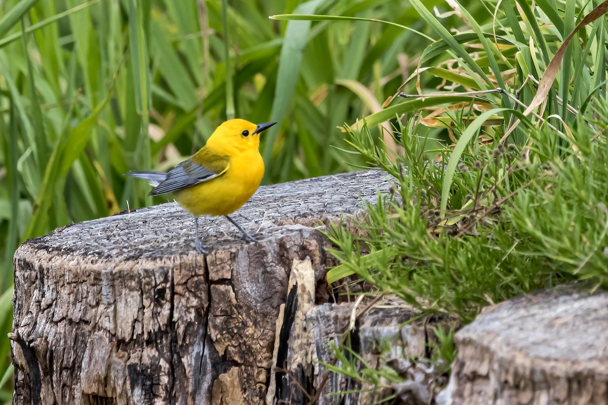 Prothonotary Warbler - ML620472895