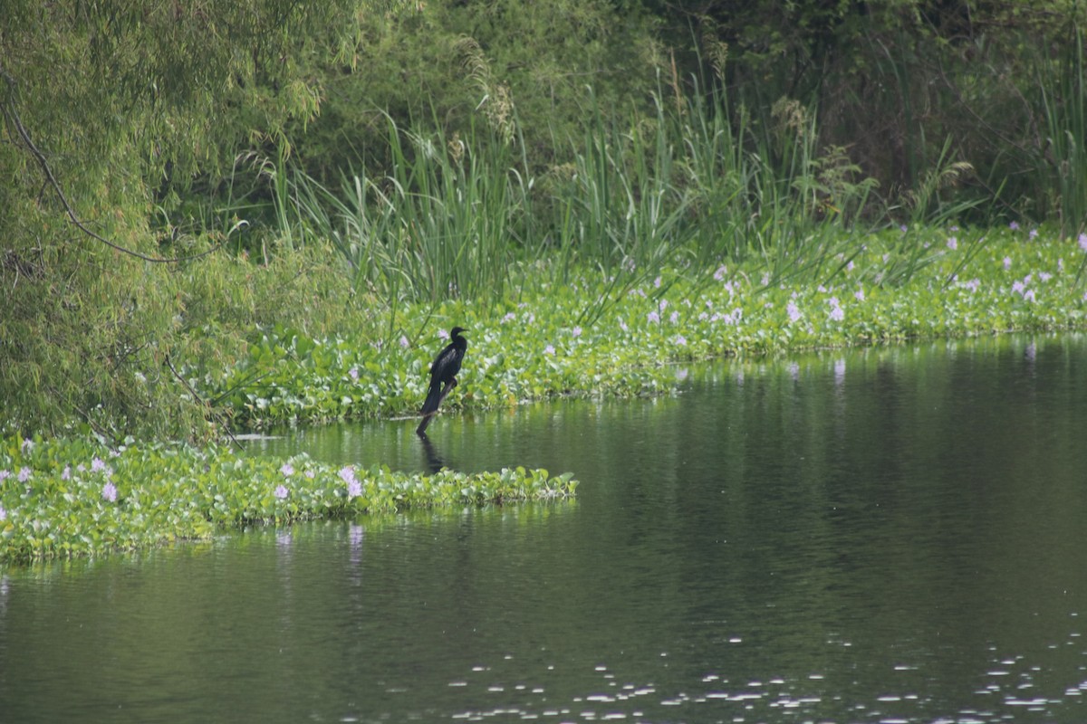 anhinga americká - ML620472899