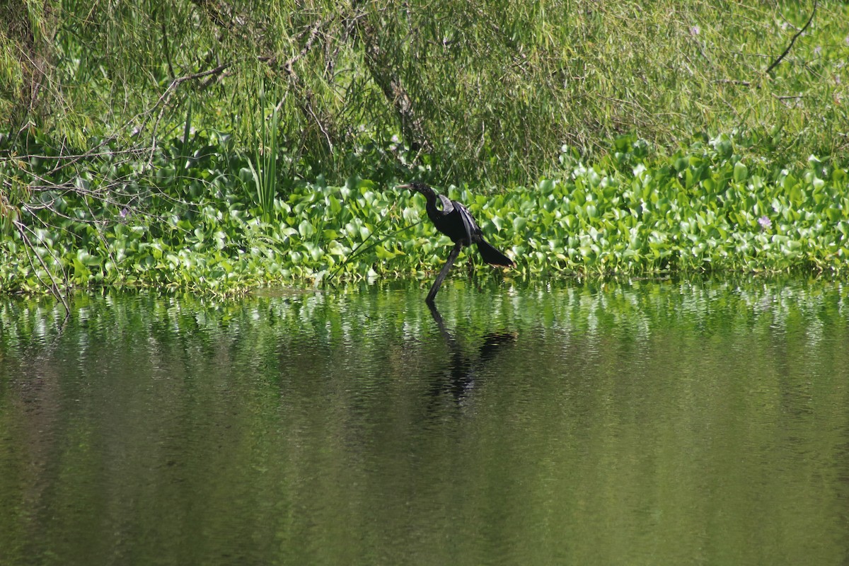 Amerika-Schlangenhalsvogel - ML620472900