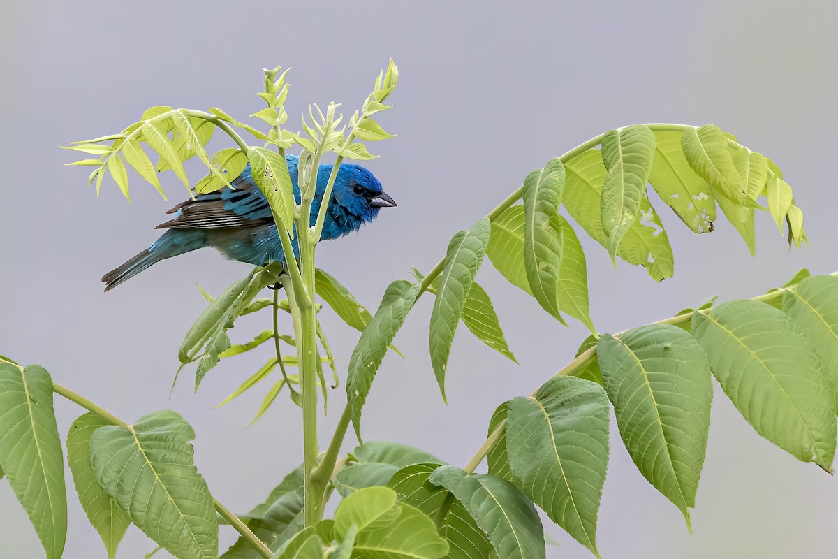 Indigo Bunting - ML620472901