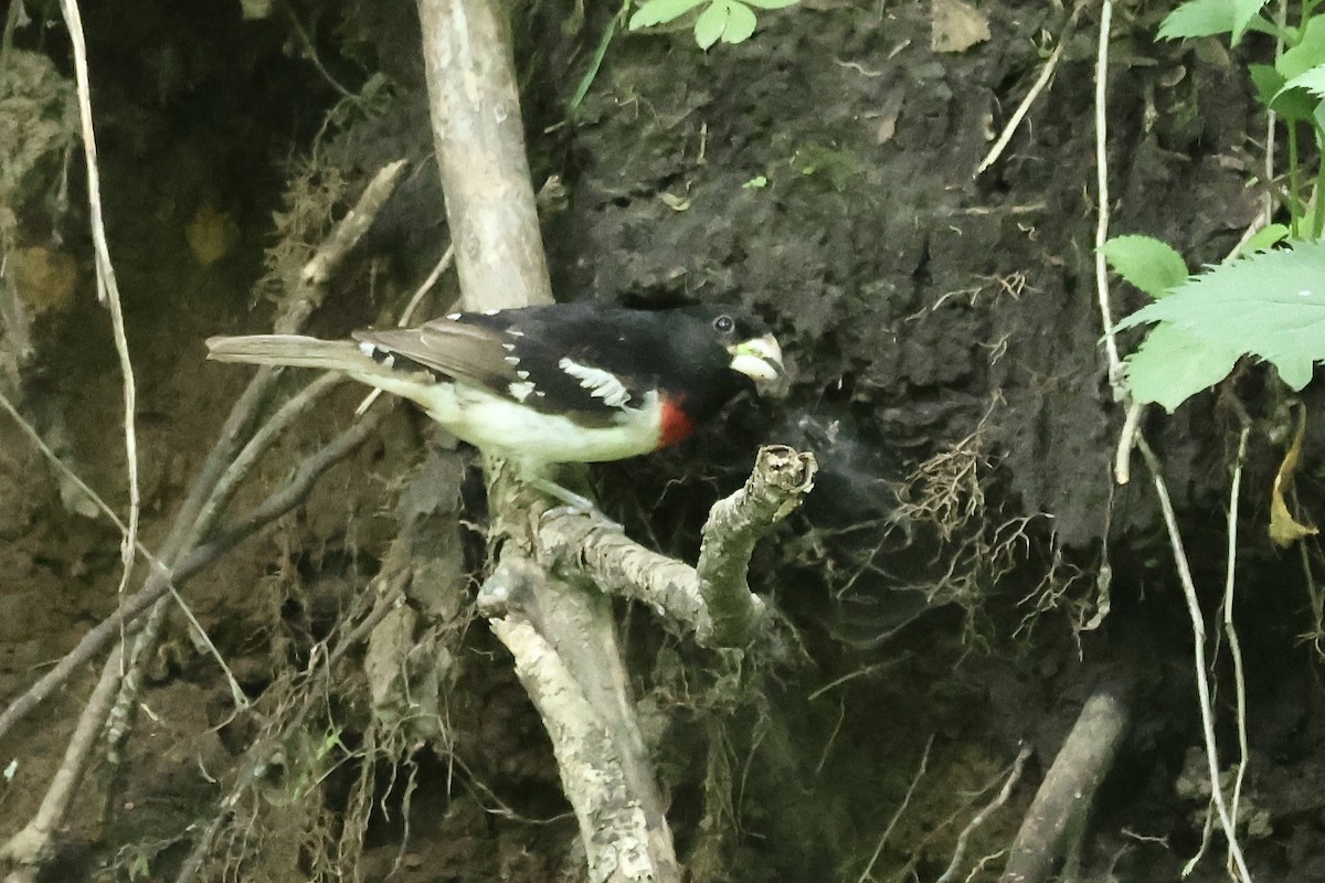 Rose-breasted Grosbeak - ML620472913