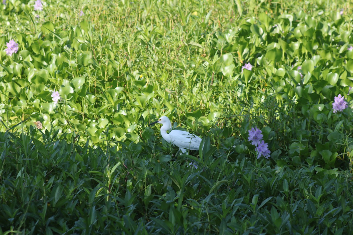 Snowy Egret - ML620472914