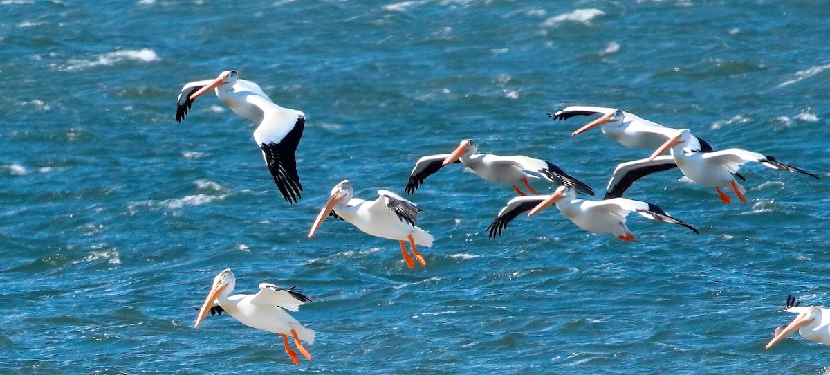 American White Pelican - ML620472919