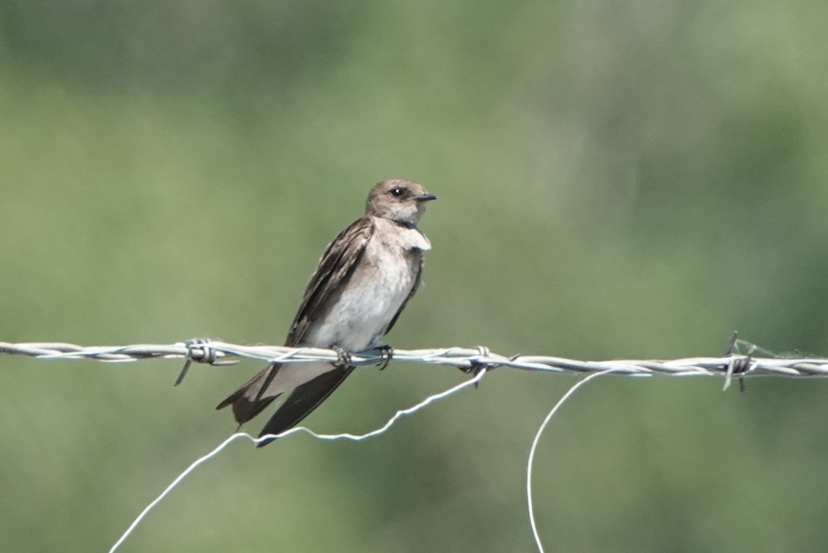 Northern Rough-winged Swallow - ML620472920