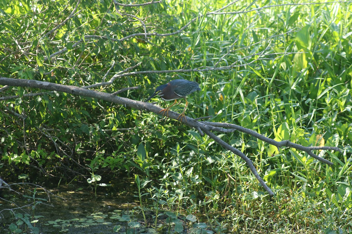 Green Heron - ML620472922