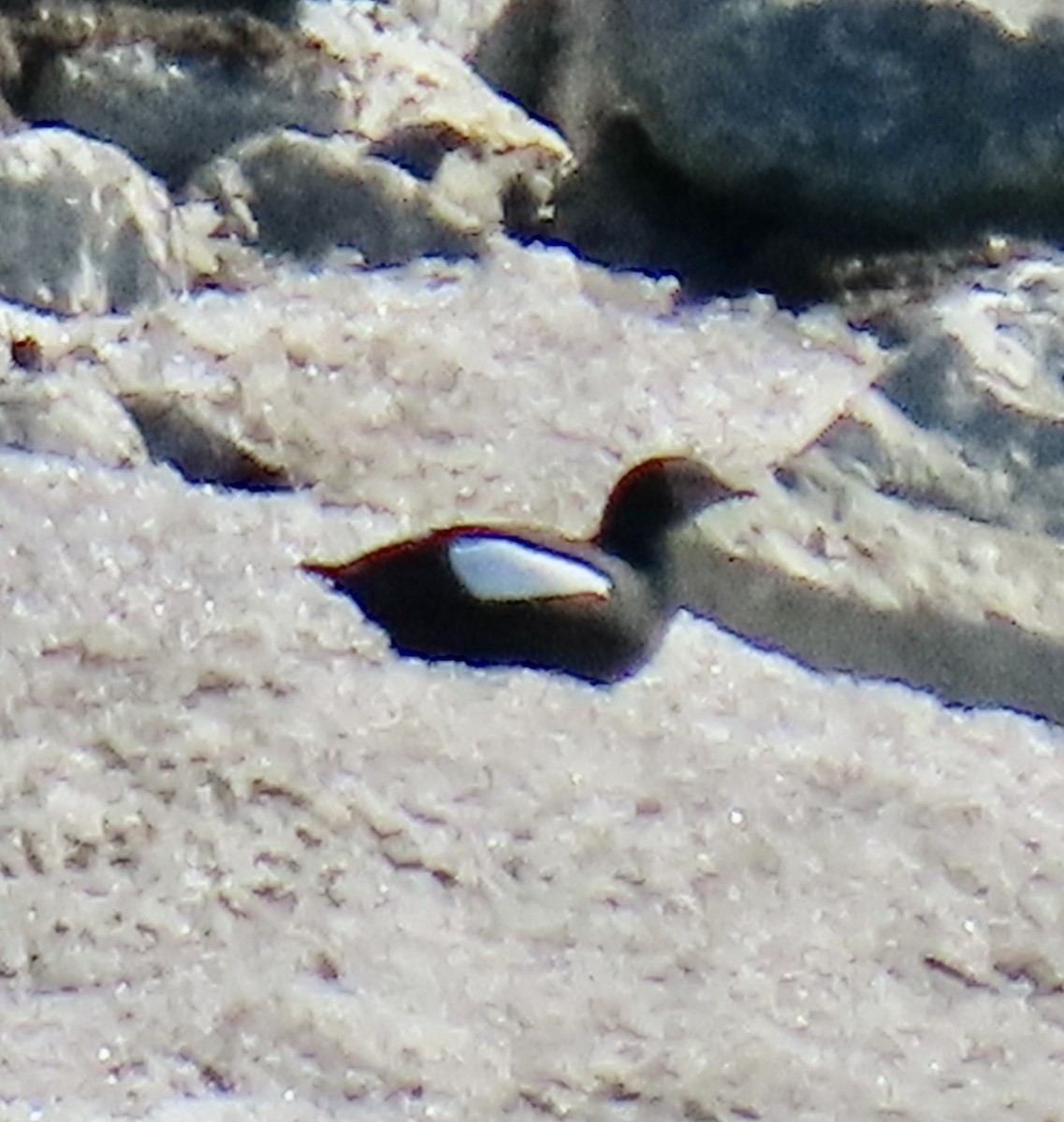 Black Guillemot - ML620472924