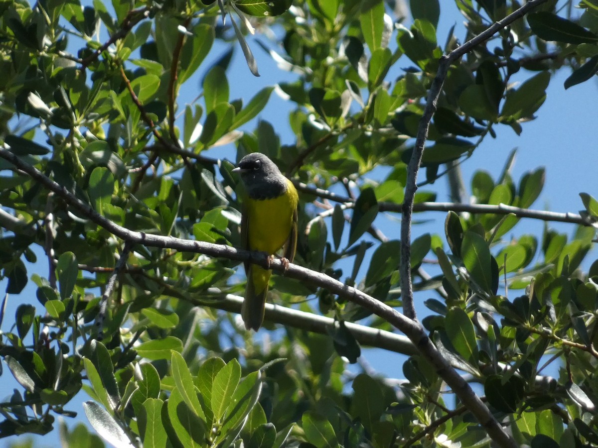 MacGillivray's Warbler - ML620472925