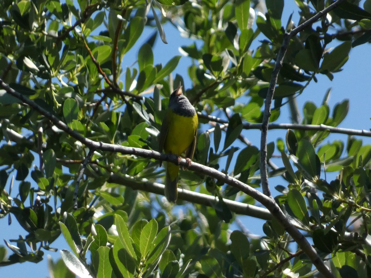 MacGillivray's Warbler - Roberto Macay