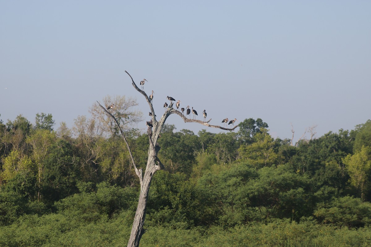 White Ibis - ML620472930