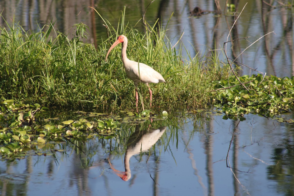 ibis bílý - ML620472931