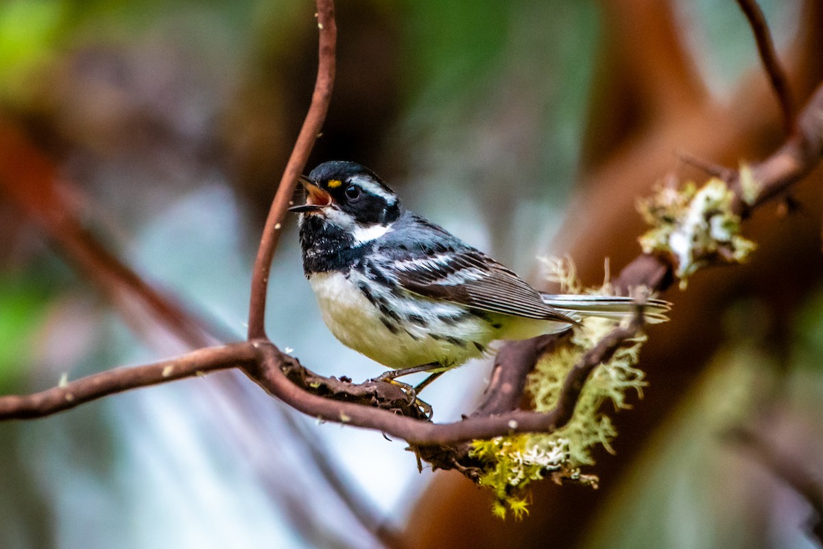 Black-throated Gray Warbler - ML620472932