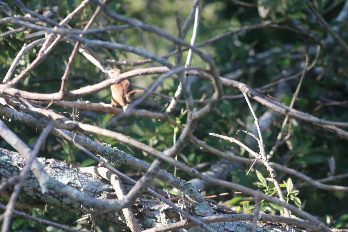 Carolina Wren - ML620472949