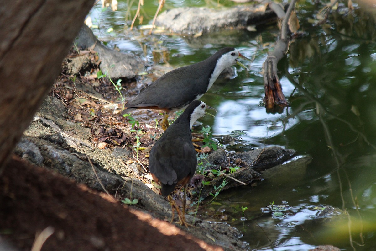 White-breasted Waterhen - ML620472950