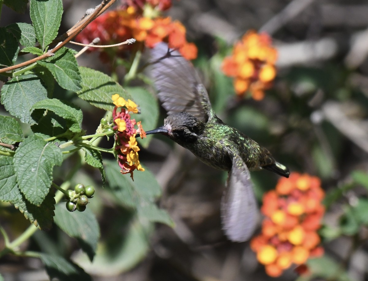kolibřík bělouchý - ML620472952