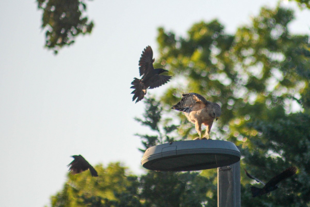 Common Grackle - ML620472963