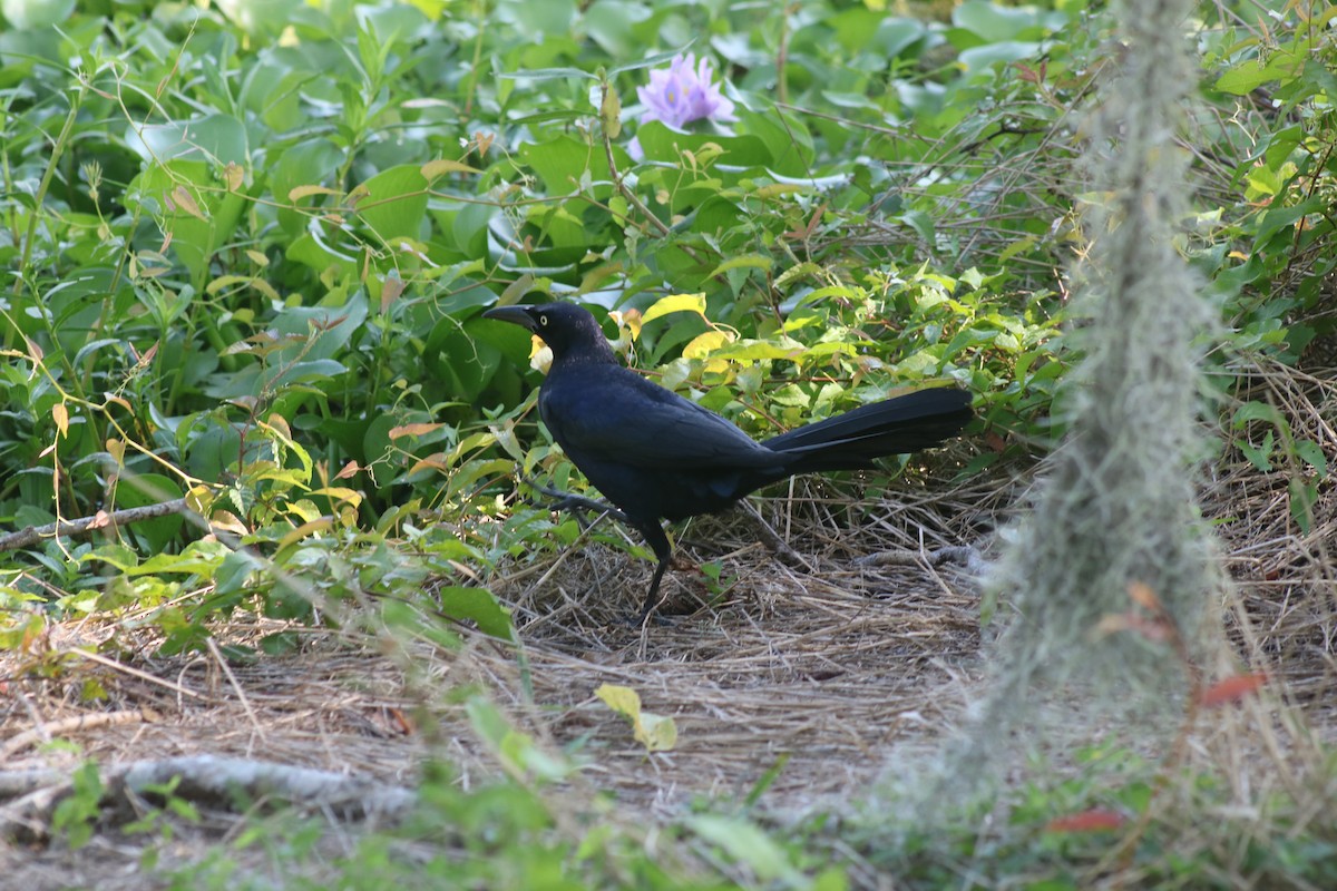 Boat-tailed Grackle - ML620472964