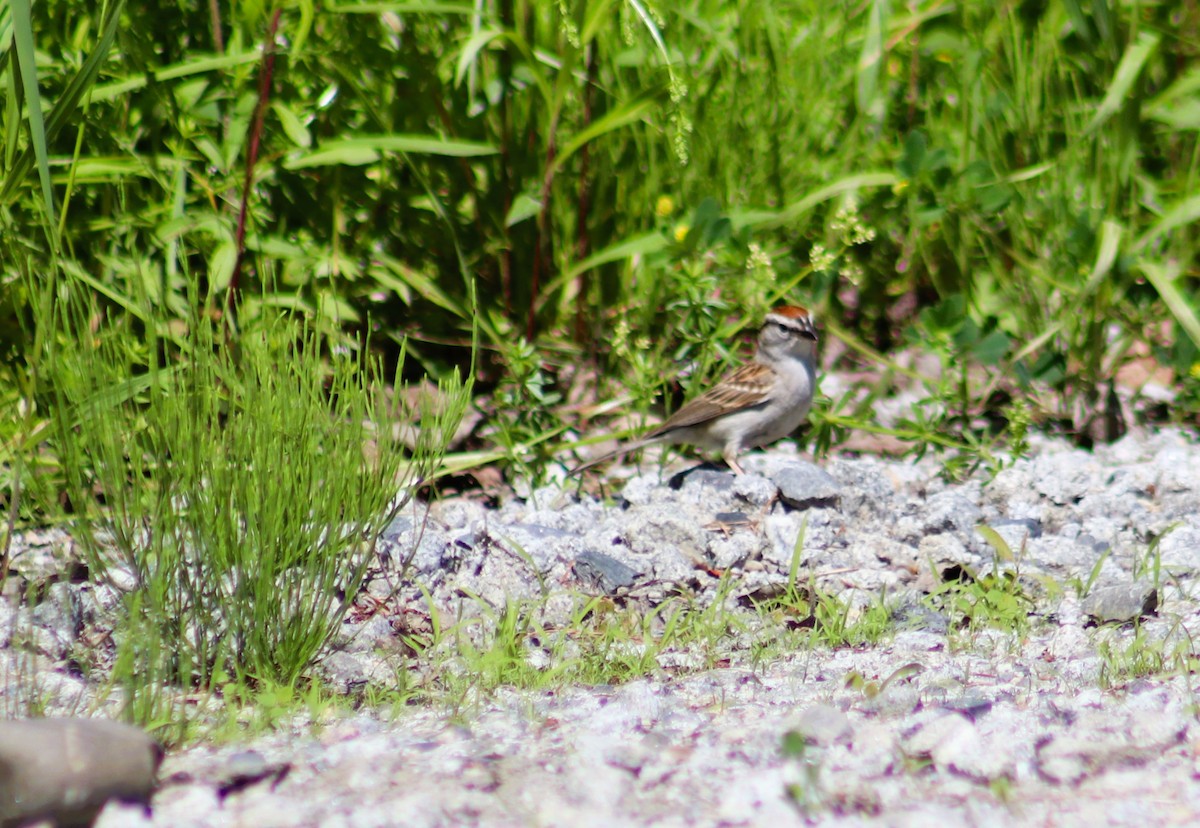Chipping Sparrow - ML620472965