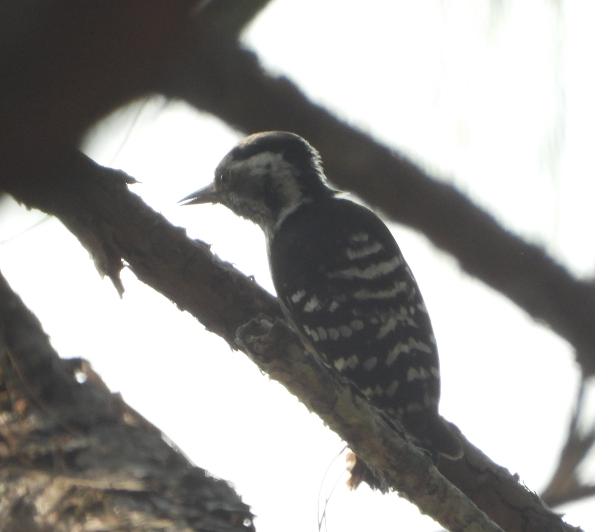 Gray-capped Pygmy Woodpecker - ML620472972