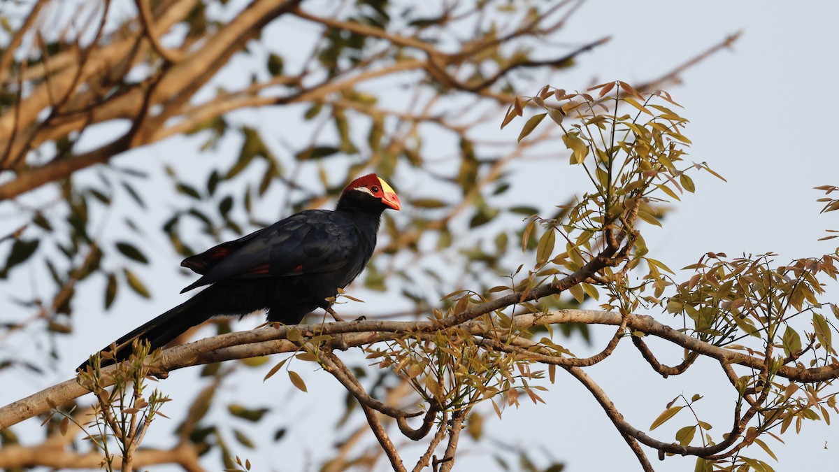 Violet Turaco - ML620472973