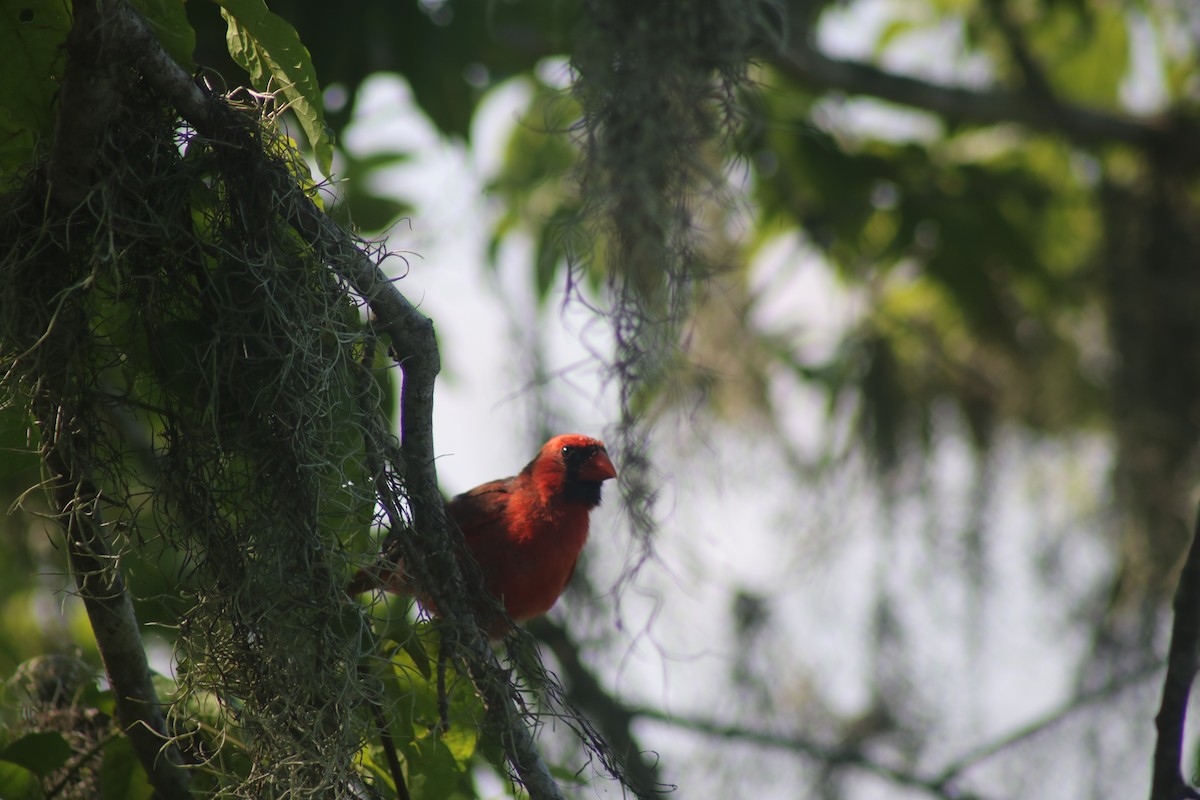 Northern Cardinal - ML620472974