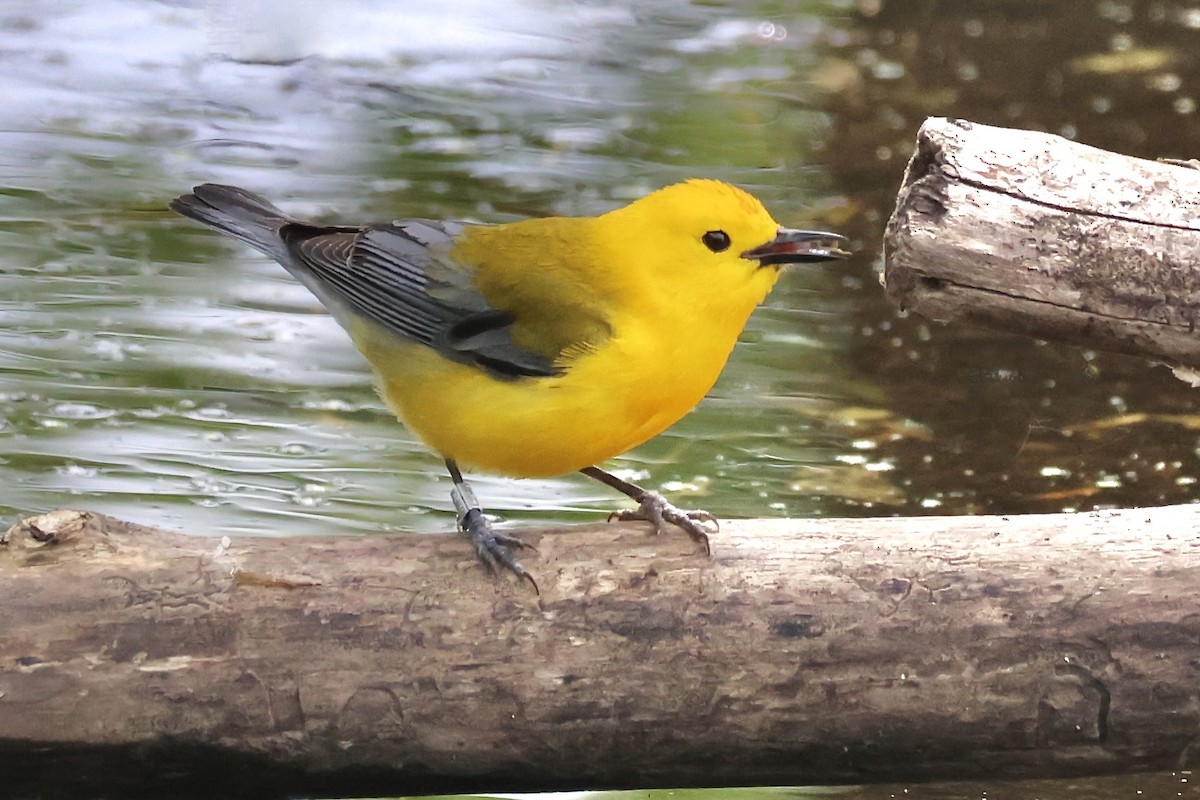 Prothonotary Warbler - ML620472975