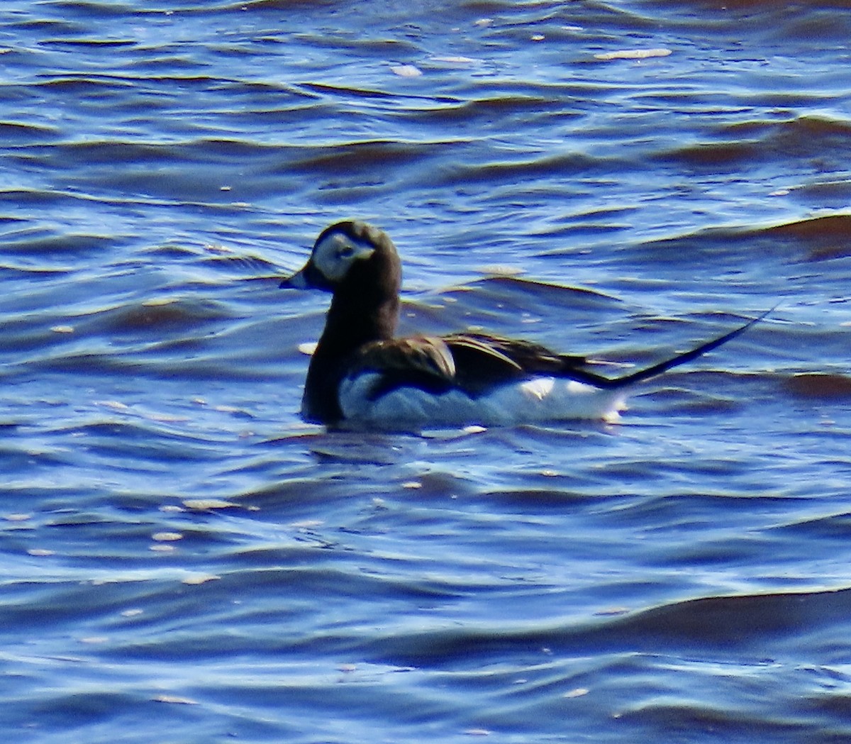 Long-tailed Duck - ML620472978